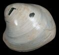 Polished Fossil Clam - Large Size #5266-2